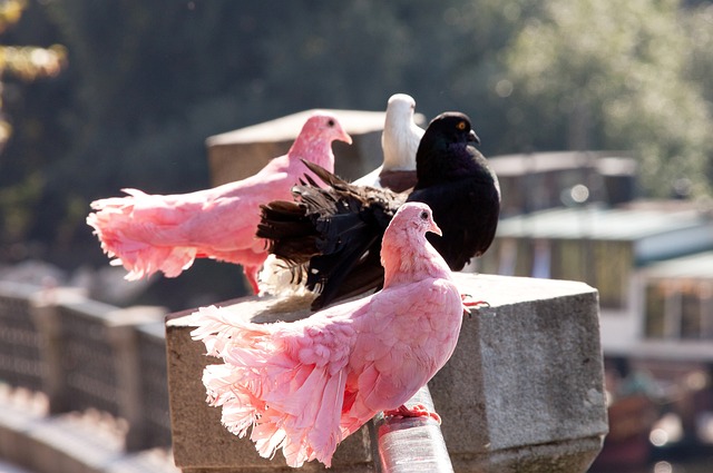 爱好者提供 爱好者提供