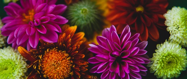 维奇拉扯对 维奇拉扯对